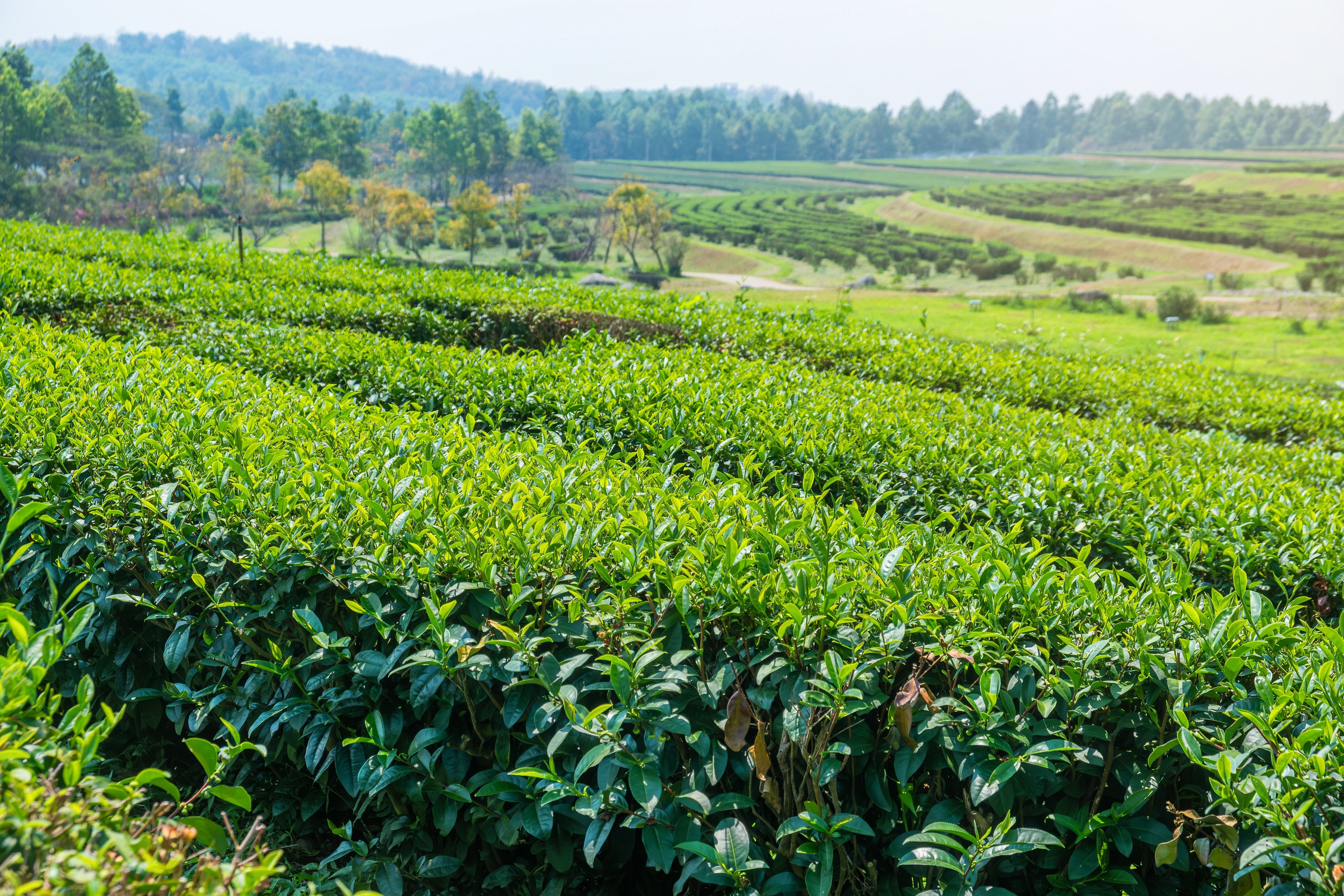 Grüne Matcha Plantage in hügeliger Landschaft mit gepflegten Teereihen unter klarem Himmel.