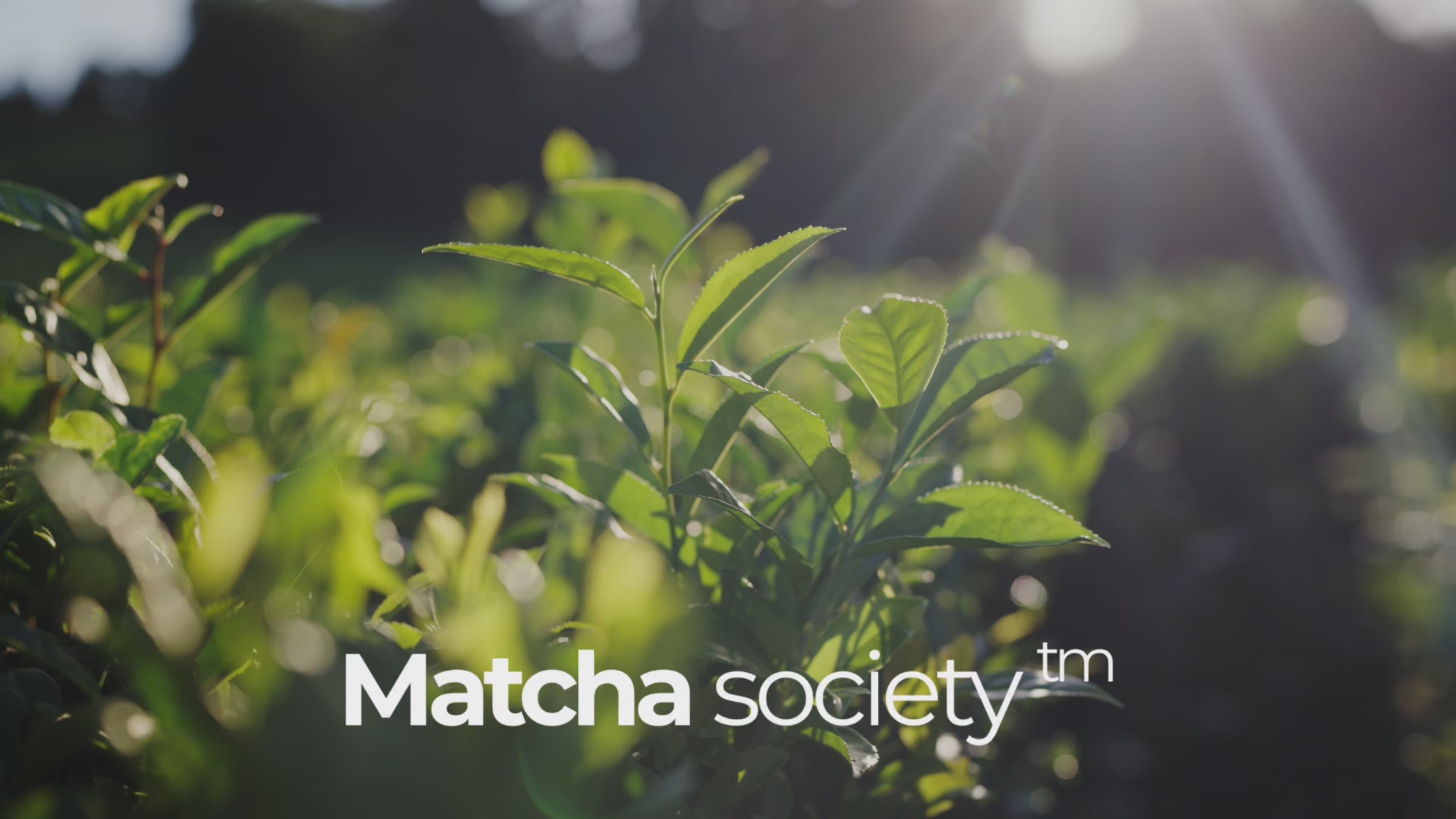 Video-Hintergrund mit sonnenbeschienenen Teeblättern auf einer Plantage und eingeblendeter „Matcha Society™“ Schrift im Vordergrund.